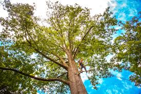 How Our Tree Care Process Works  in  Adamsville, TN