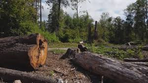 Best Tree Mulching  in Adamsville, TN
