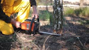 Best Storm Damage Tree Cleanup  in Adamsville, TN