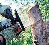 Best Firewood Processing and Delivery  in Adamsville, TN