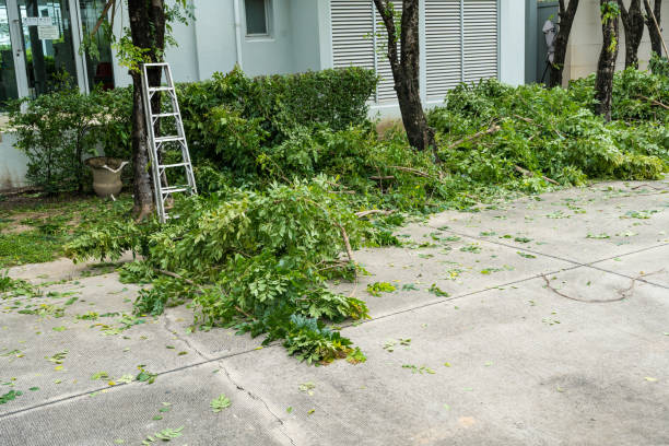Best Lawn Disease Treatment  in Adamsville, TN