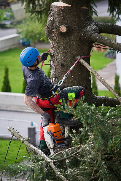 Best Organic Lawn Care Solutions  in Adamsville, TN