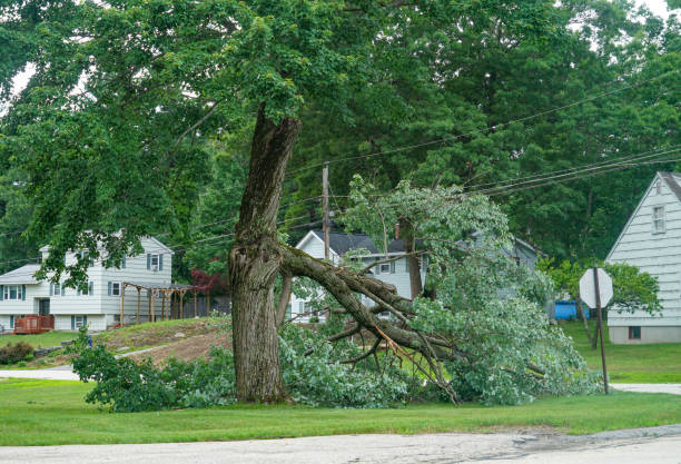 Best Stump Grinding and Removal  in Adamsville, TN
