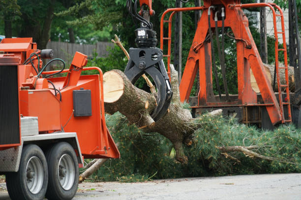 Best Lawn Irrigation Installation and Maintenance  in Adamsville, TN