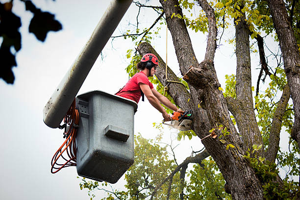 Best Tree Removal  in Adamsville, TN