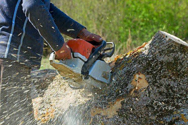 Best Emergency Tree Removal  in Adamsville, TN