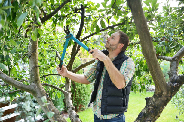 Best Pest Control for Lawns  in Adamsville, TN